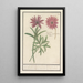 Reproduction of the painting Dahlia anemone with a tuberous root - Anselmus Botius de Boodt