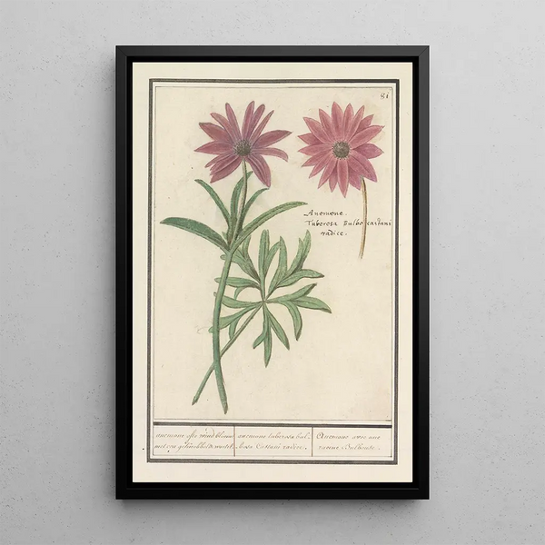 Reproduction of the painting Dahlia anemone with a tuberous root - Anselmus Botius de Boodt