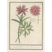 Reproduction of the painting Dahlia anemone with a tuberous root - Anselmus Botius de Boodt