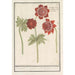 Anémones rouges fleurs redoublées - Anselmus Botius de Boodt — artwork view