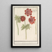 Anémones rouges fleurs redoublées - Anselmus Botius de Boodt — framed artwork on a wall