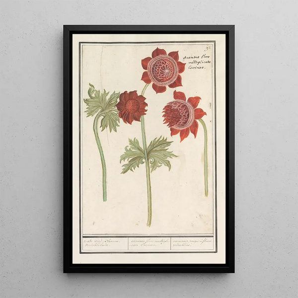 Anémones rouges fleurs redoublées - Anselmus Botius de Boodt — framed artwork on a wall