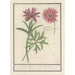 various species of anemones - Anselmus Botius de Boodt — artwork view