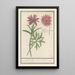 various species of anemones - Anselmus Botius de Boodt — framed artwork on a wall