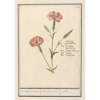 Anselmus Botius de Boodt - Anjer Dianthus Gentille pot bloemen retonica Gariophilus oeuillet.webp