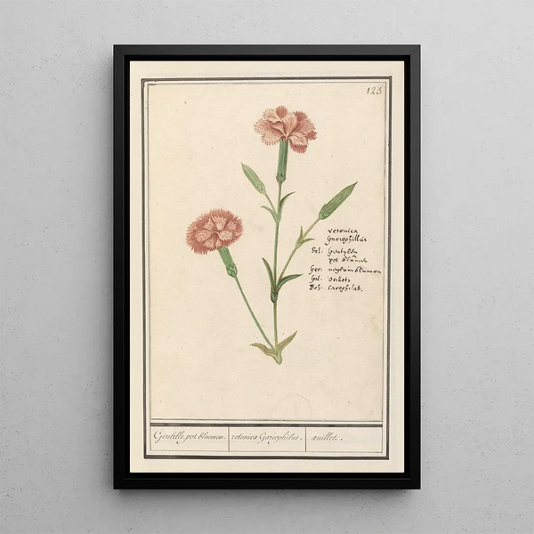 Œillet - Anselmus Botius de Boodt — framed artwork on a wall