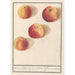 Apple of Bohemia - Anselmus Botius de Boodt — artwork view