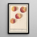 Apple of Bohemia - Anselmus Botius de Boodt — framed artwork on a wall