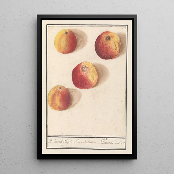 Apple of Bohemia - Anselmus Botius de Boodt — framed artwork on a wall