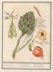 Artisjok Cynara scolymus tuinbonen Vicia faba et lampionplant Physalis - Anselmus Botius de Boodt — artwork view