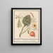 Artisjok Cynara scolymus tuinbonen Vicia faba et lampionplant Physalis - Anselmus Botius de Boodt — framed artwork on a wall