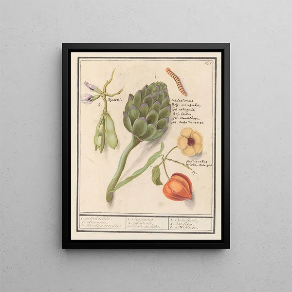 Artisjok Cynara scolymus tuinbonen Vicia faba et lampionplant Physalis - Anselmus Botius de Boodt — framed artwork on a wall