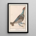 Reproduction of the painting Grand Capercaillie Painting - Anselmus Botius de Boodt