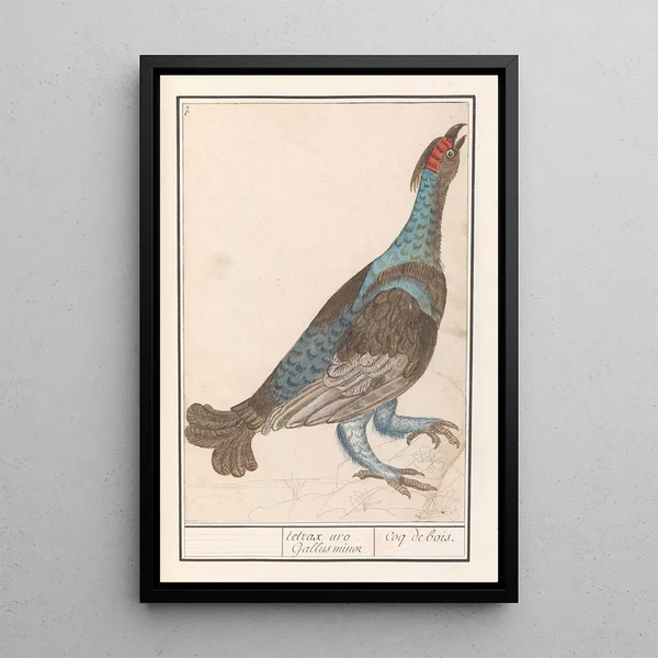 Reproduction of the painting Grand Capercaillie Painting - Anselmus Botius de Boodt