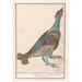Reproduction of the painting Grand Capercaillie Painting - Anselmus Botius de Boodt