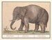 Elephant of Asia Elephas maximus - Anselmus Botius de Boodt — artwork view