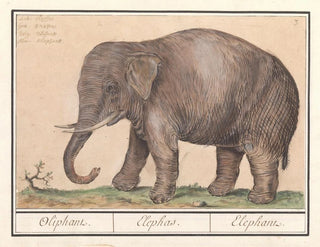 Elephant of Asia Elephas maximus - Anselmus Botius de Boodt — artwork view