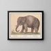 Elephant of Asia Elephas maximus - Anselmus Botius de Boodt — framed artwork on a wall