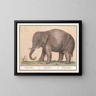 Elephant of Asia Elephas maximus - Anselmus Botius de Boodt — framed artwork on a wall
