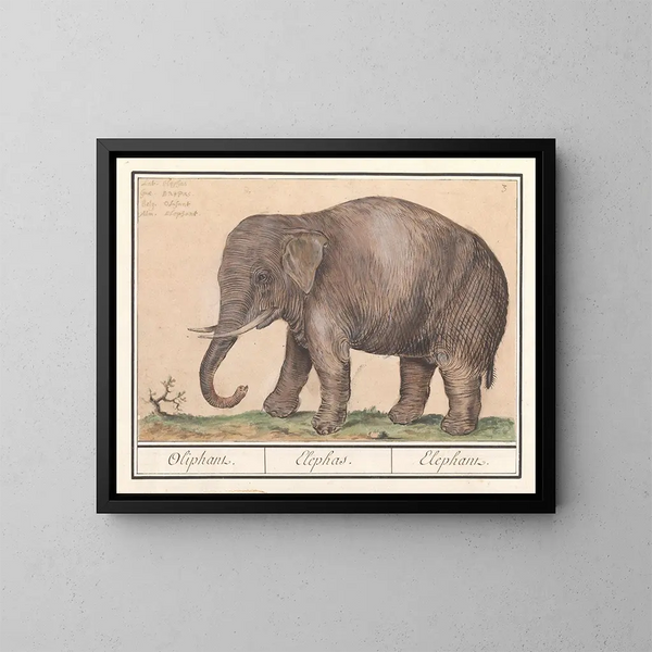 Elephant of Asia Elephas maximus - Anselmus Botius de Boodt — framed artwork on a wall