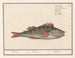 Perche fluviatile - Anselmus Botius de Boodt — artwork view