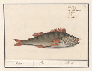 Perche fluviatile - Anselmus Botius de Boodt — artwork view