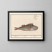Perche fluviatile - Anselmus Botius de Boodt — framed artwork on a wall