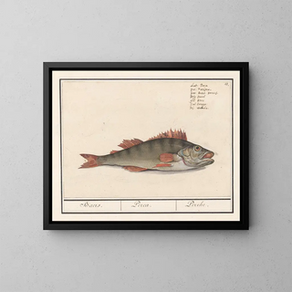 Perche fluviatile - Anselmus Botius de Boodt — framed artwork on a wall