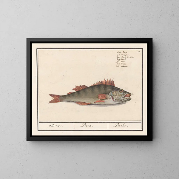 Perche fluviatile - Anselmus Botius de Boodt — framed artwork on a wall