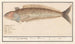 Perciformes painting resembling a sea bass, possibly a Trachinus, lively with line Etterlijnk, lively Draco Marinus - Anselmus Botius de Boodt — artwork view