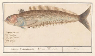 Anselmus Botius de Boodt - Baarsachtige Perciformes mogelijk een pieterman Trachinus Etterlijnk pieterman Draco Marinus Vive.webp