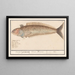 Perciformes painting resembling a sea bass, possibly a Trachinus, lively with line Etterlijnk, lively Draco Marinus - Anselmus Botius de Boodt — framed artwork on a wall