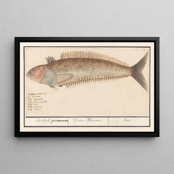 Perciformes painting resembling a sea bass, possibly a Trachinus, lively with line Etterlijnk, lively Draco Marinus - Anselmus Botius de Boodt — framed artwork on a wall