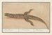 Basilic Basilic Basiliscus Basiliscus Basiliscus Basilisque - Anselmus Botius de Boodt — artwork view