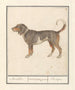 Beagle of Braque du Bourbonnais Canis lupus familiaris - Anselmus Botius de Boodt — artwork view