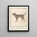 Beagle of Braque du Bourbonnais Canis lupus familiaris - Anselmus Botius de Boodt — framed artwork on a wall