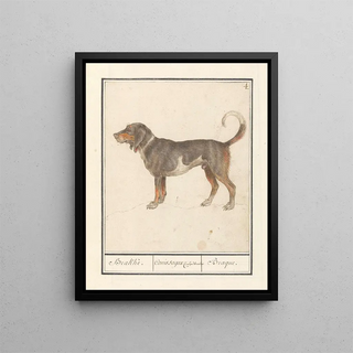 Anselmus Botius de Boodt - Beagle of Braque du Bourbonnais Canis lupus familiaris.webp