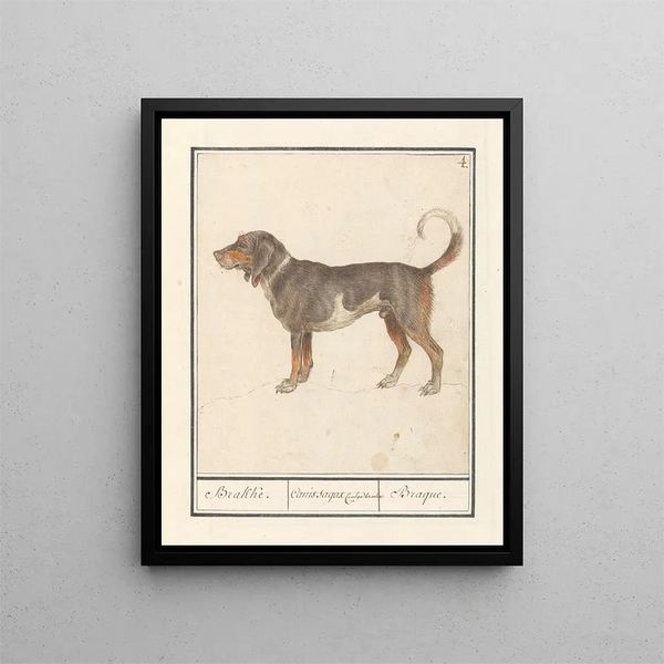 Beagle of Braque du Bourbonnais Canis lupus familiaris - Anselmus Botius de Boodt — framed artwork on a wall