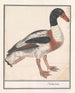 Bergeend Tadorna tadorna - Anselmus Botius de Boodt — artwork view