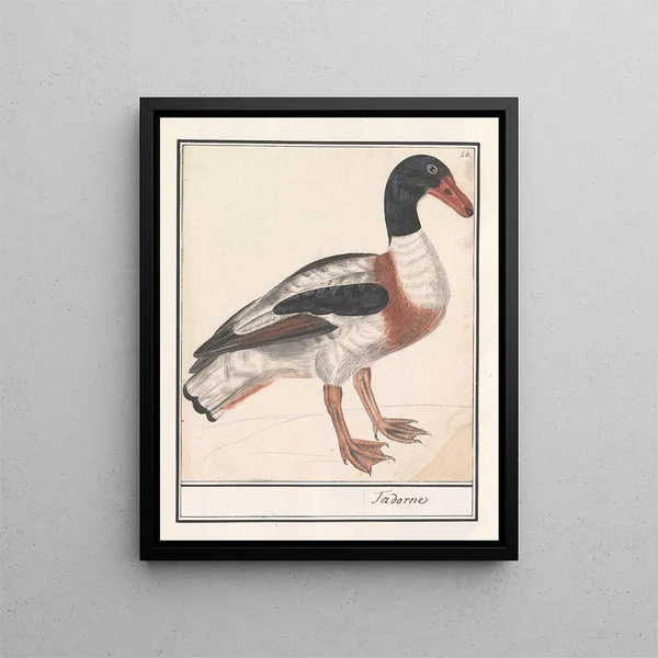 Bergeend Tadorna tadorna - Anselmus Botius de Boodt — framed artwork on a wall
