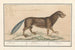 Castor Castor Castor Castor Castor - Anselmus Botius de Boodt — artwork view