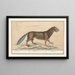 Castor Castor Castor Castor Castor - Anselmus Botius de Boodt — framed artwork on a wall