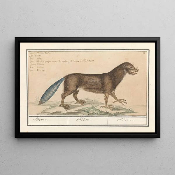 Castor Castor Castor Castor Castor - Anselmus Botius de Boodt — framed artwork on a wall
