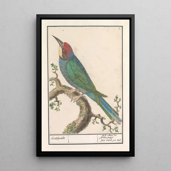 Guêpier - Anselmus Botius de Boodt — framed artwork on a wall