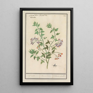 Anselmus Botius de Boodt - Bitterzoet Solanum dulcamara Elf ranke Amara dulcis Solanum niorelle.webp