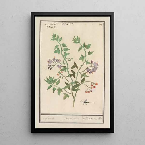 Morelle douce-amère - Anselmus Botius de Boodt — framed artwork on a wall