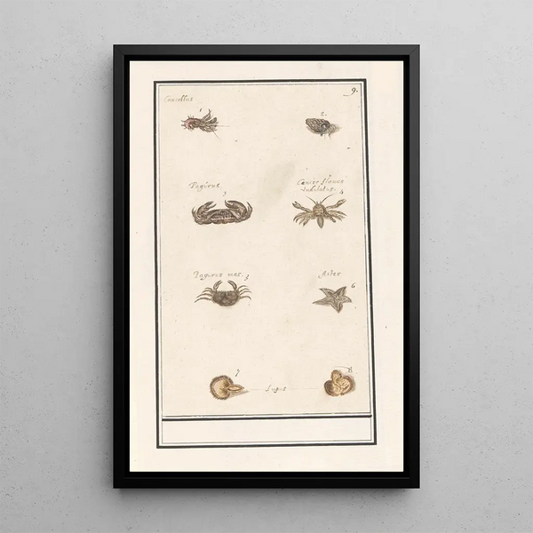 Reproduction of the painting Leaf with eight crustaceans and mollusks - Anselmus Botius de Boodt