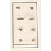 Reproduction of the painting Leaf with eight crustaceans and mollusks - Anselmus Botius de Boodt