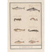 Leaf with eight different fish - Anselmus Botius de Boodt — artwork view
