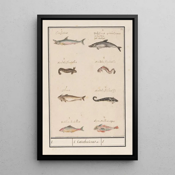Leaf with eight different fish - Anselmus Botius de Boodt — framed artwork on a wall